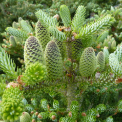 Abies koreana Silberlocke