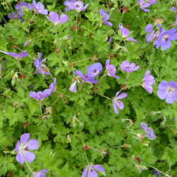 Geranium ‘Rozanne’