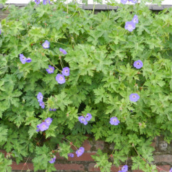 Geranium ‘Rozanne’