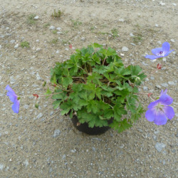 Geranium ‘Rozanne’