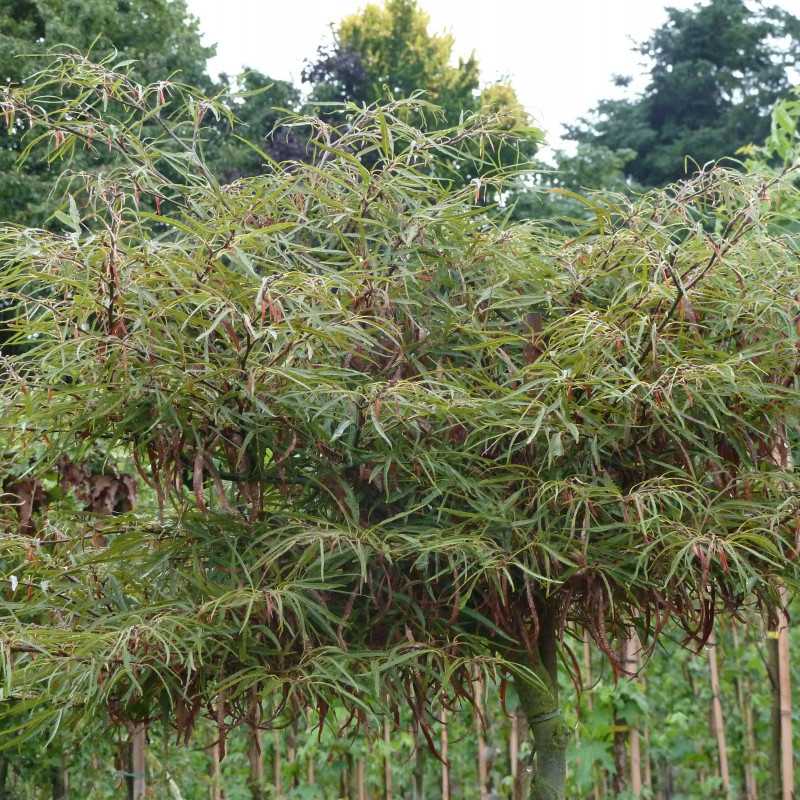 Fagus sylvatica ‘Mercedes’