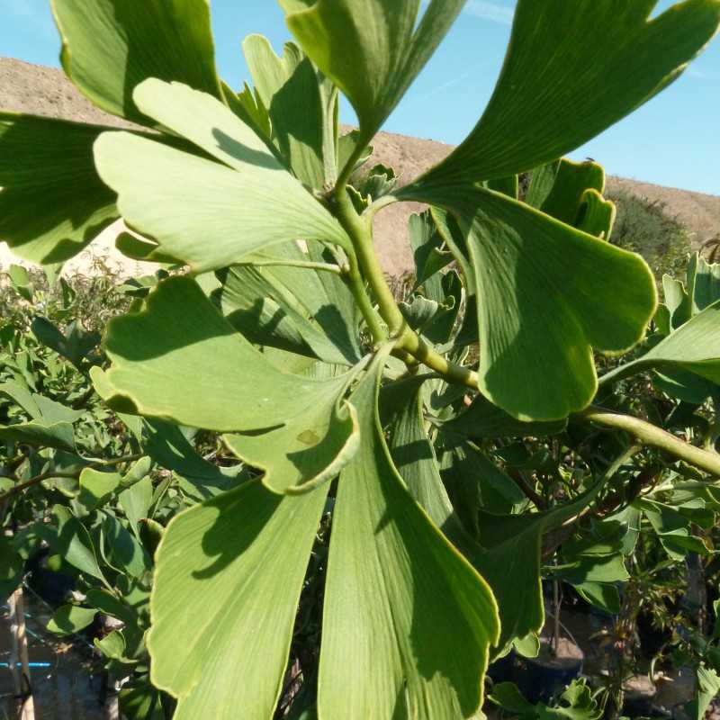 Ginkgo biloba ‘BZN’ - Arbre aux quarante écus