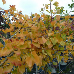 Ginkgo biloba ‘BZN’ - Arbre aux quarante écus