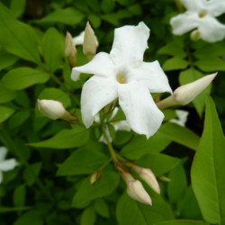 Jasminum officinale