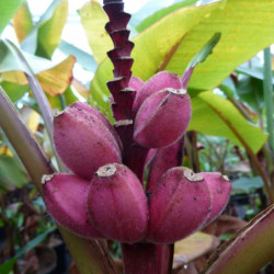 Musa velutina