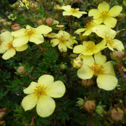 Potentilla fruticosa ‘Elizabeth’