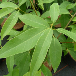 Quercus myrsinifolia - Chêne à feuilles de myrsine