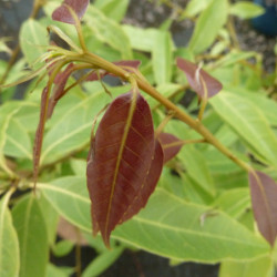 Quercus myrsinifolia - Chêne à feuilles de myrsine