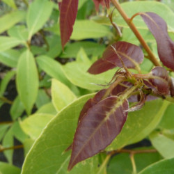 Quercus myrsinifolia - Chêne à feuilles de myrsine