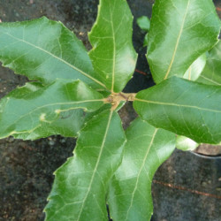 Quercus phillyreoides - Chêne cuivré du Japon