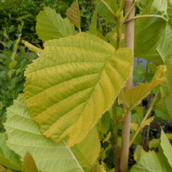 Alnus glutinosa ‘Aurea’