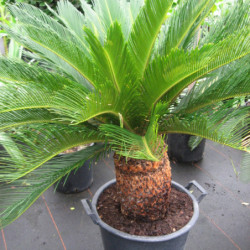 Cycas revoluta