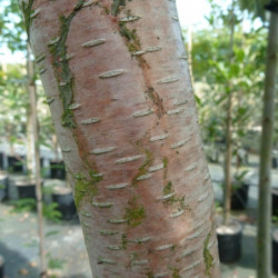 Betula Royal Frost