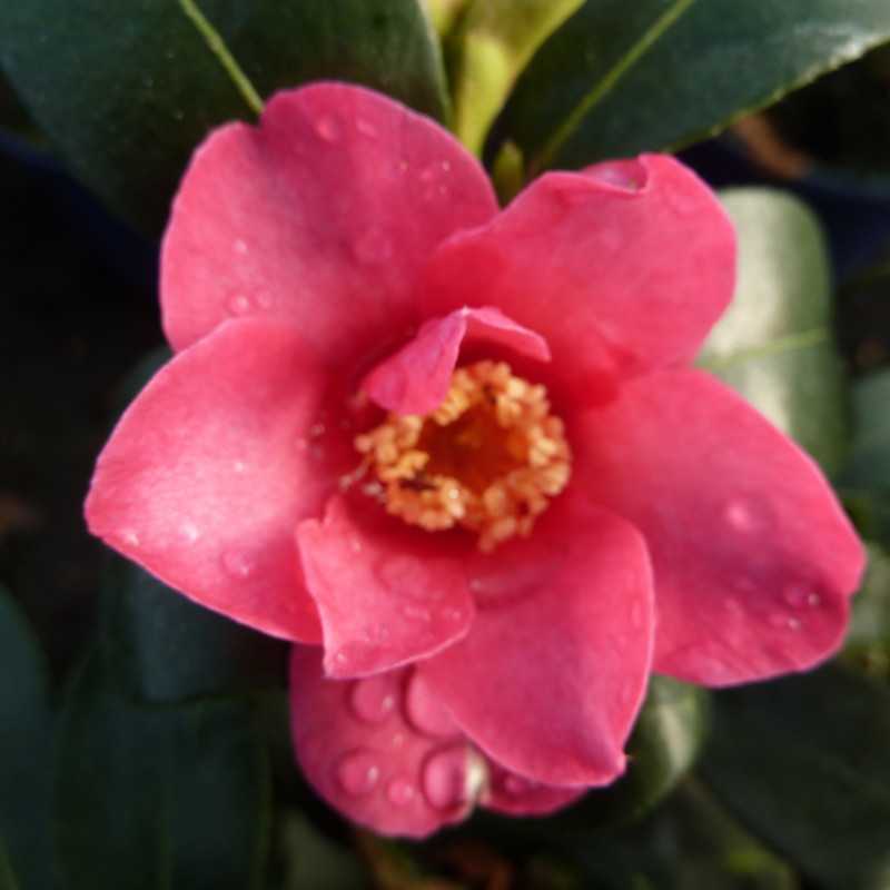 Camellia sasanqua ‘Kanjiro’