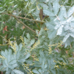 Acacia baileyana Purpurea