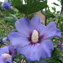 Hibiscus syriacus Marina