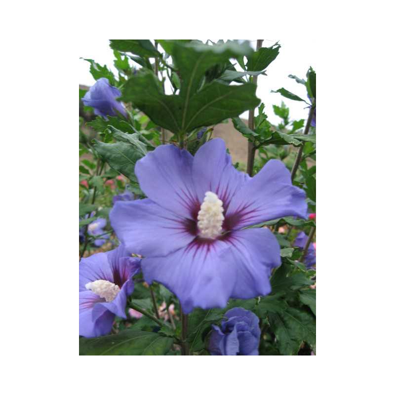 Hibiscus syriacus Marina