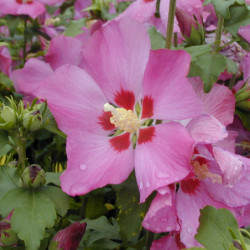 Hibiscus syriacus ‘Woodbridge’