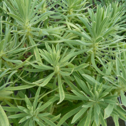 Euphorbia characias ‘Shorty’