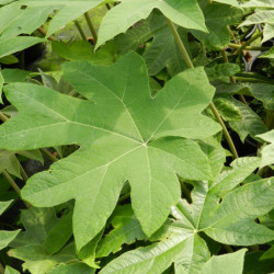 Tetrapanax papyrifer ‘Rex’