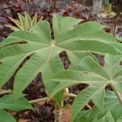 Tetrapanax papyrifer ‘Rex’