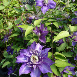 Clematis ‘Jackmanii’