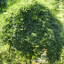 Fagus sylvatica ‘Rohan Green Weeping’