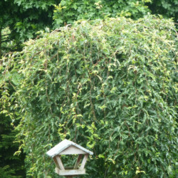 Fagus sylvatica ‘Rohan Green Weeping’