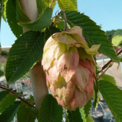 Carpinus japonica Chinese Lantern