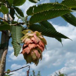 Carpinus japonica Chinese Lantern