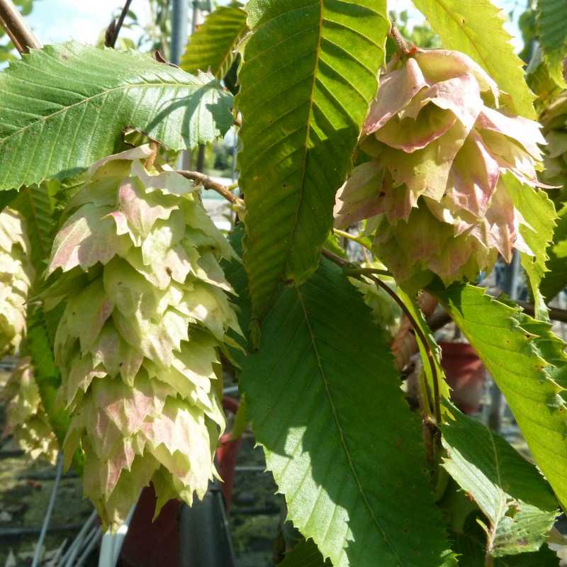 Carpinus japonica Chinese Lantern