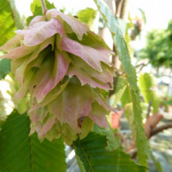 Carpinus japonica Chinese Lantern