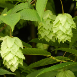 Carpinus japonica Chinese Lantern