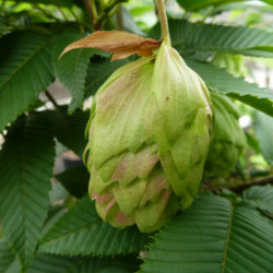 Carpinus japonica Chinese Lantern