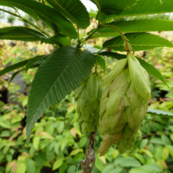 Carpinus japonica Chinese Lantern