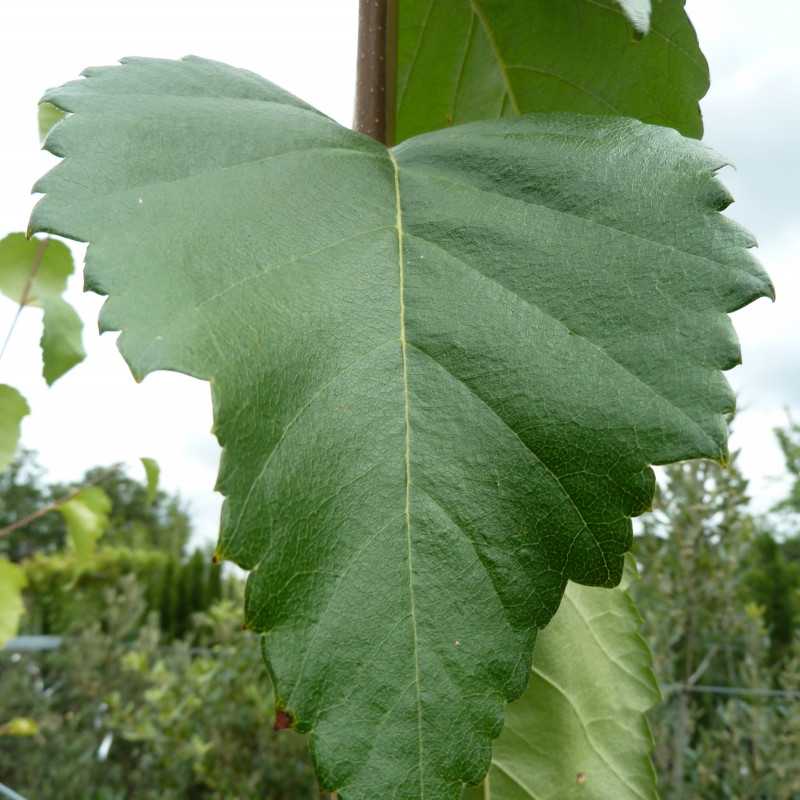 Betula utilis Long Trunk