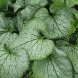 Brunnera macrophylla ‘Jack Frost’