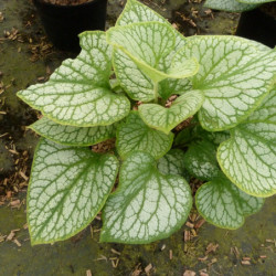 Brunnera macrophylla ‘Jack Frost’