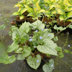 Brunnera macrophylla ‘Jack Frost’