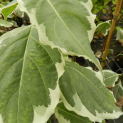 Cornus kousa ‘Samaritain‘ ® - ‘Samzam’ - Cornouiller du Japon panaché