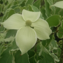 Cornus kousa ‘Samaritain‘ ® - ‘Samzam’ - Cornouiller du Japon panaché