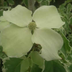 Cornus kousa ‘Samaritain‘ ® - ‘Samzam’ - Cornouiller du Japon panaché