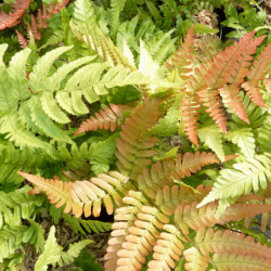 Dryopteris erythrosora