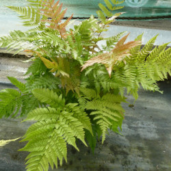 Dryopteris erythrosora