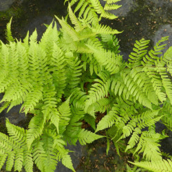 Dryopteris erythrosora