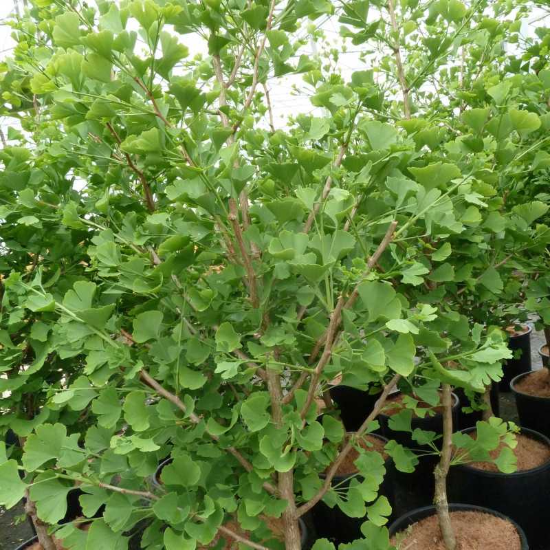 Ginkgo biloba ‘Blagon’