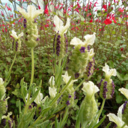 Lavandula stoechas ‘Tiara‘