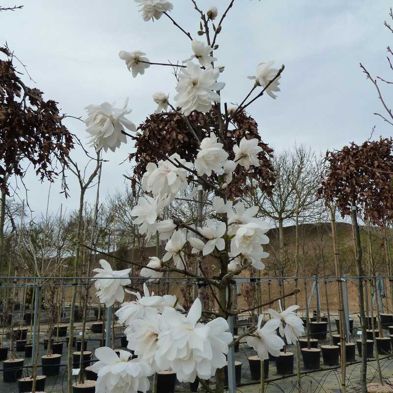 Magnolia loebneri ‘Wildcat’