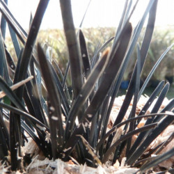 Ophiopogon japonicus ‘Hosoba Kokuryu’