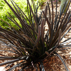 Ophiopogon japonicus ‘Hosoba Kokuryu’